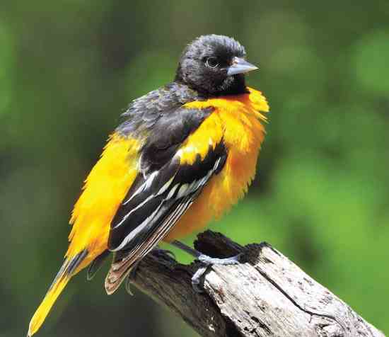 
Growing food cultivates our awareness of other lives, such as this fluffed-out Baltimore oriole. 
